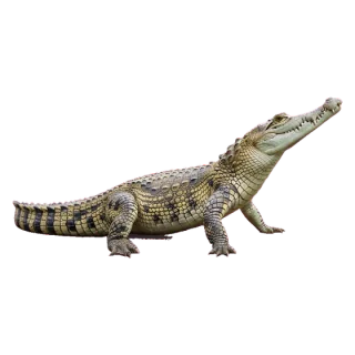 crocodile