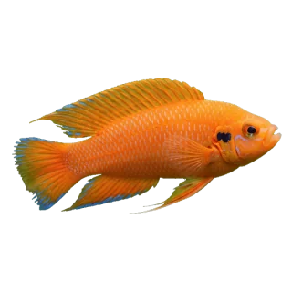 fish