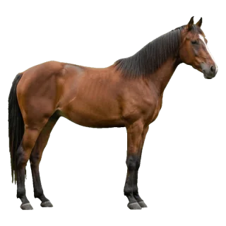 horse