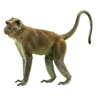 monkey