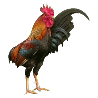 rooster